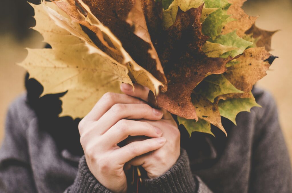 hands holding a selection of large autumn leaves