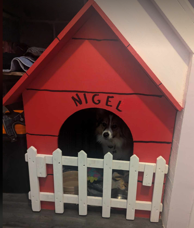 One of the many dogs - King Nigel in his little house under the stairs